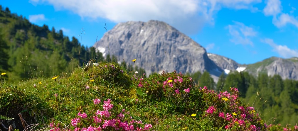 Picture of Austrian Alps