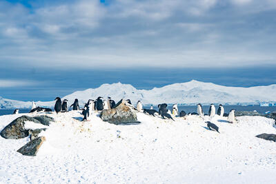 rookery of penguins in Antarctica