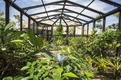 Harvest Caye butterfly house