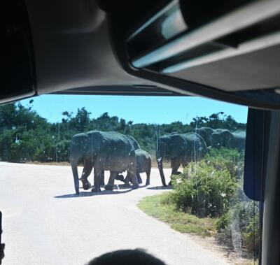 Safari by Coach