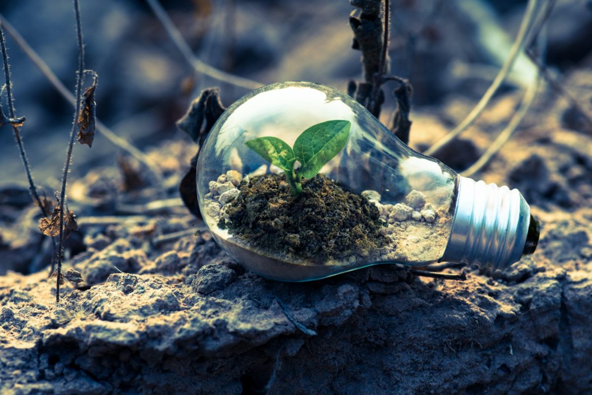 light bulb with green plant inside