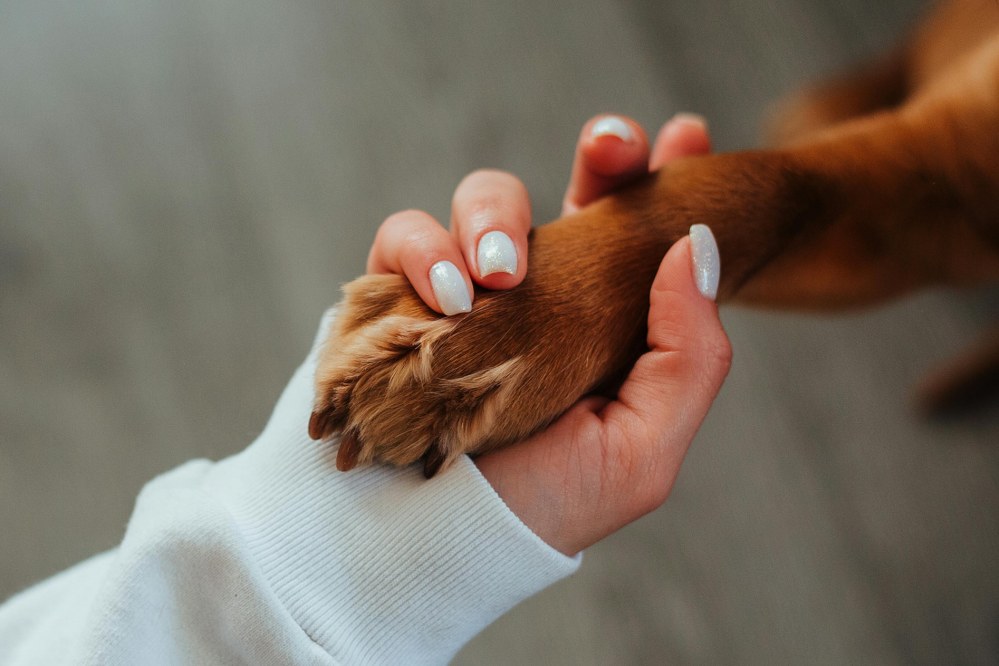 hand holding pet paw