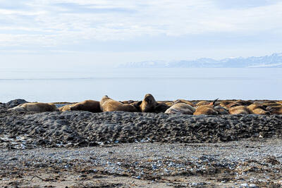 walruses in Svalbard on the beach