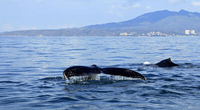 Whale watching in Puerto Vallarta