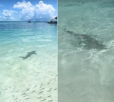 Sharks-TikTok-CocoCay-Clips